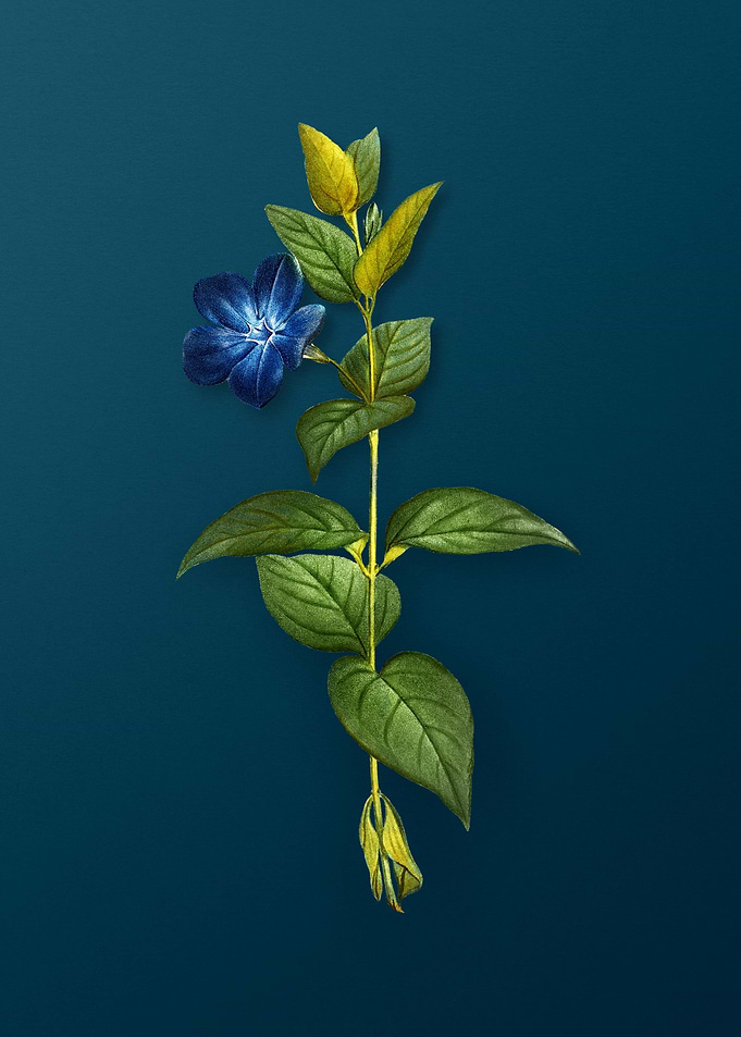 Vintage Flowers on Teal