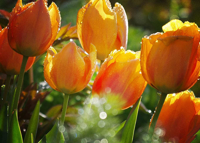 Earth Tulip Flowers Flower