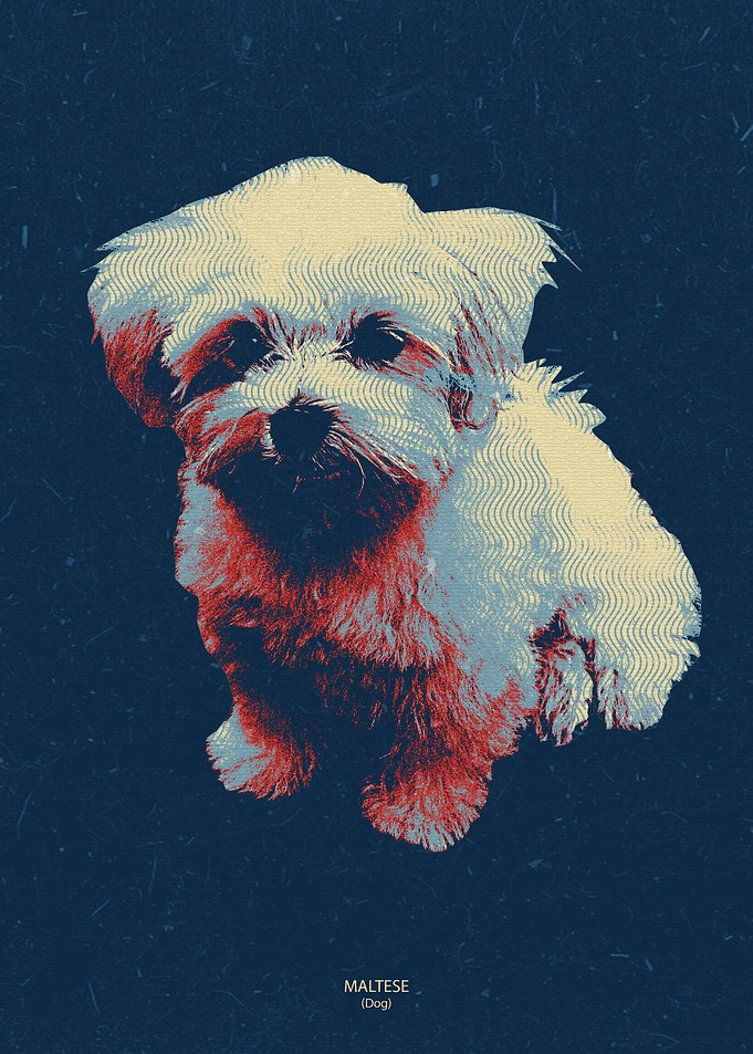 maltese