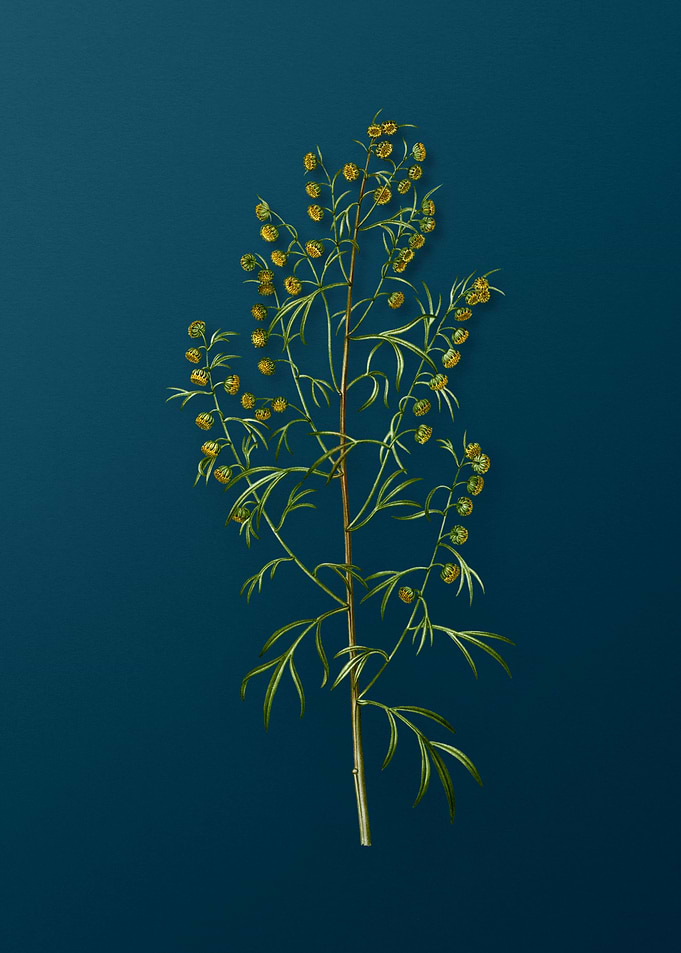 Vintage Floral Drawing