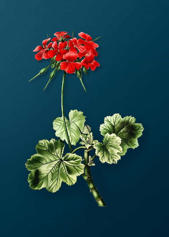 Vintage Flowers on Teal