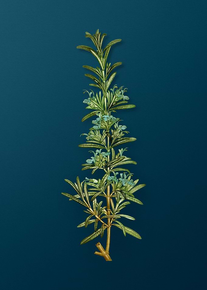 Vintage Botanicals on Teal
