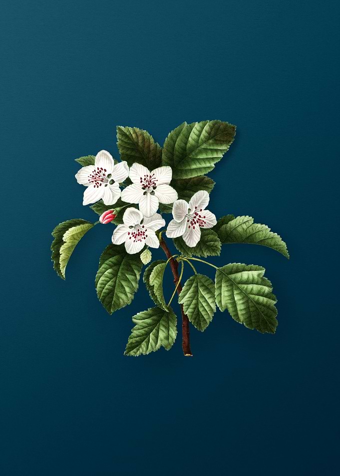 Vintage Flowers on Teal