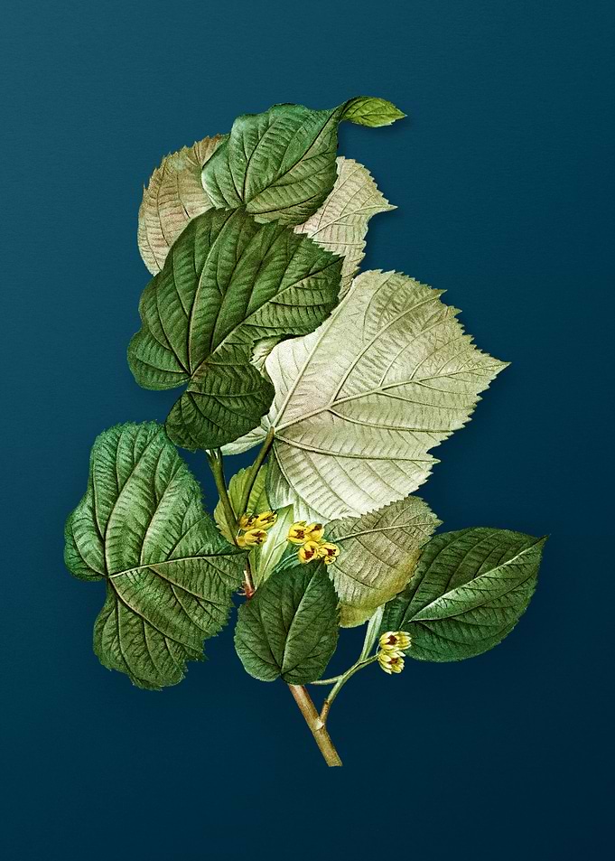 Vintage Floral Drawing
