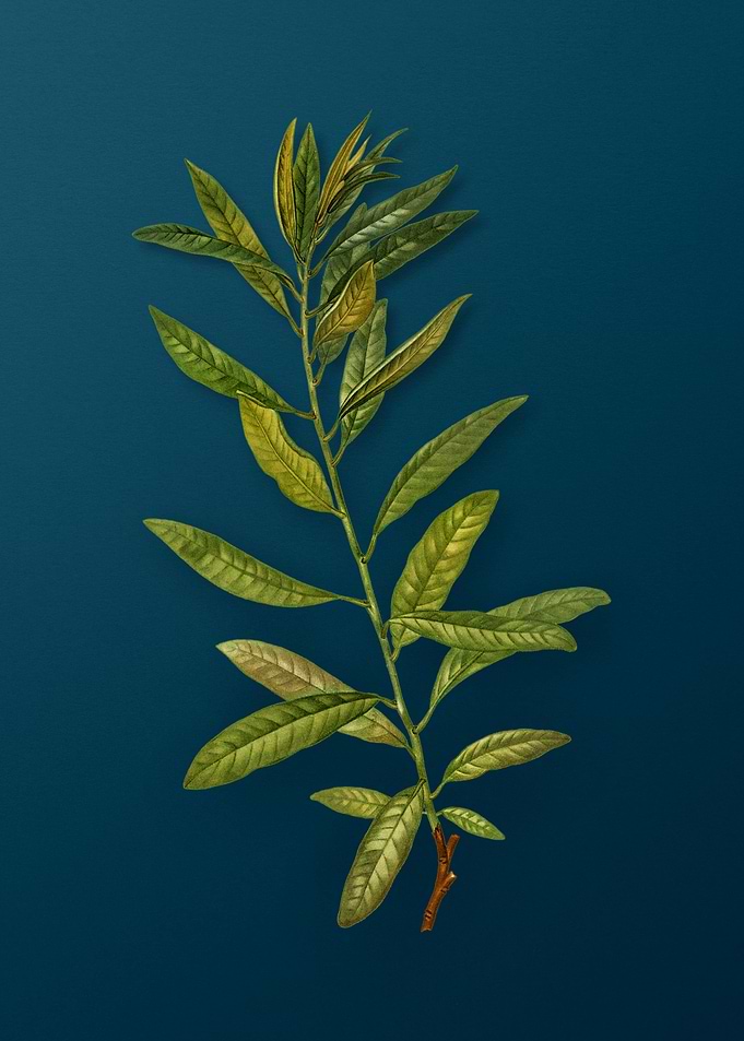 Vintage Botanicals on Teal