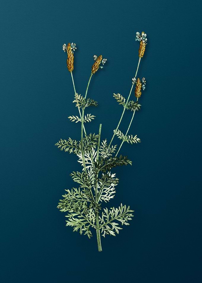 Vintage Flowers on Teal