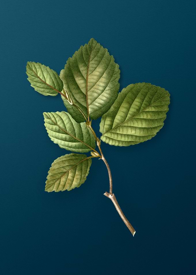 Botanical Drawing on Teal