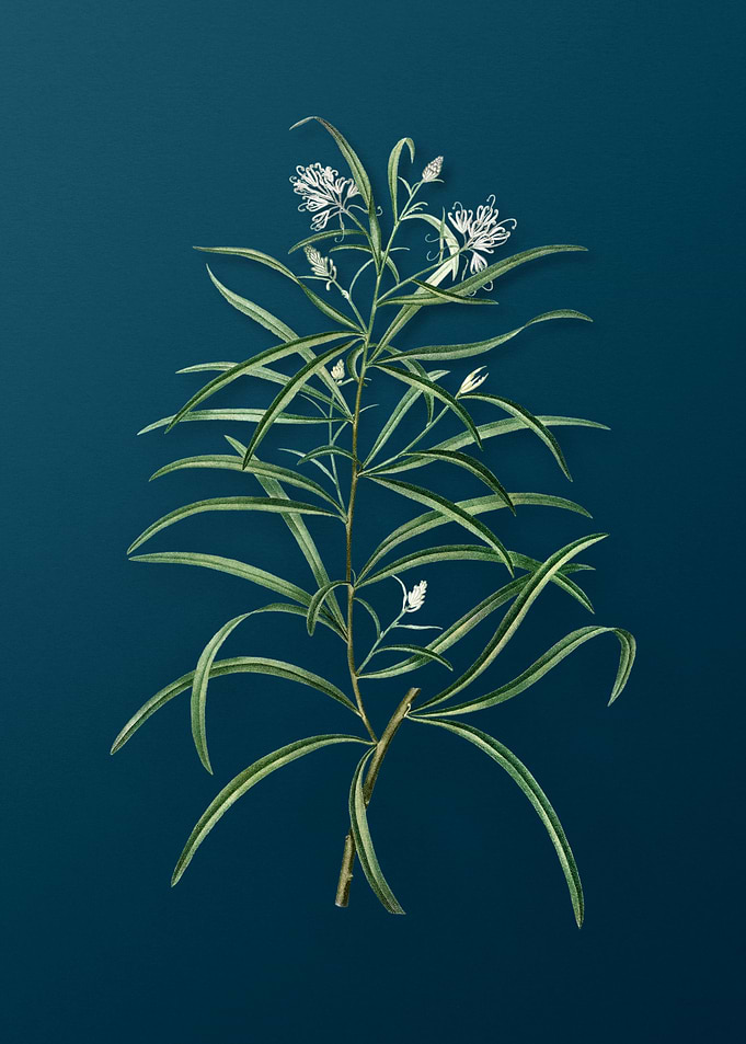 Vintage Botanicals on Teal