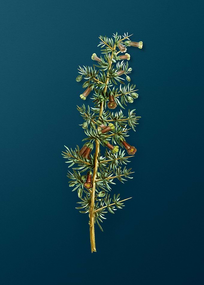 Vintage Botanical Drawing