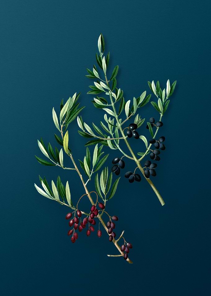 Botanical Drawing on Teal