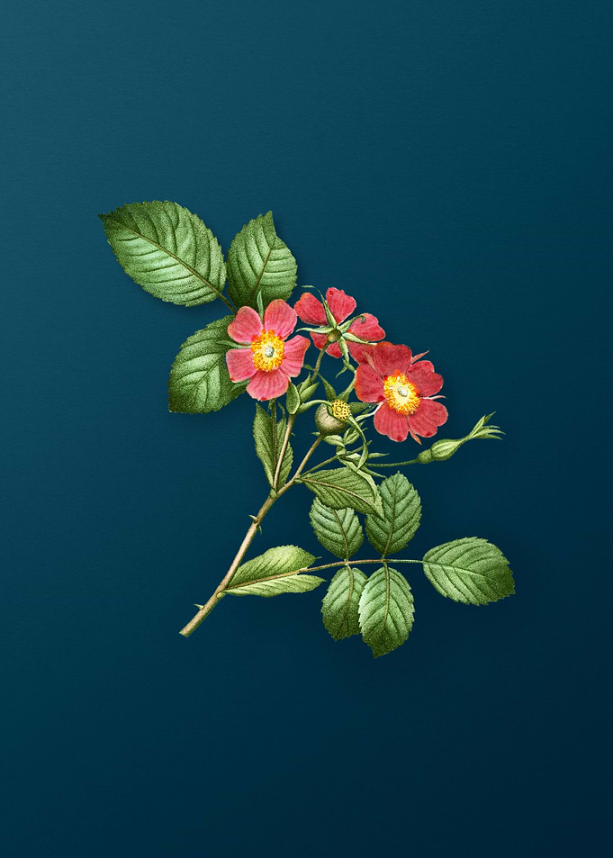 Vintage Botanicals on Teal
