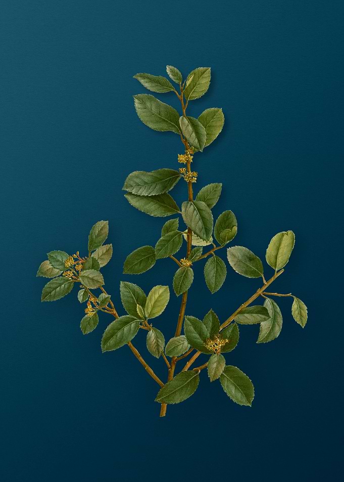 Vintage Botanical Drawing