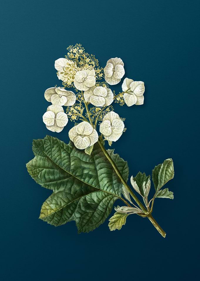 Vintage Botanicals on Teal
