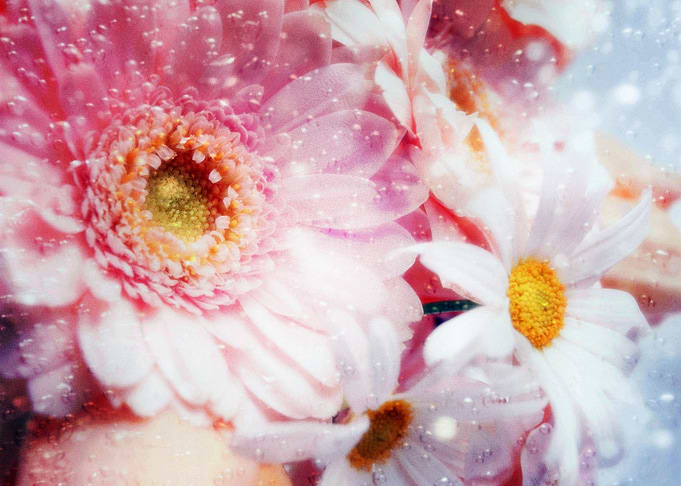 Earth Flower Flowers Water