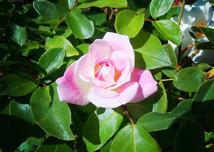 Earth Rose Flowers Flower