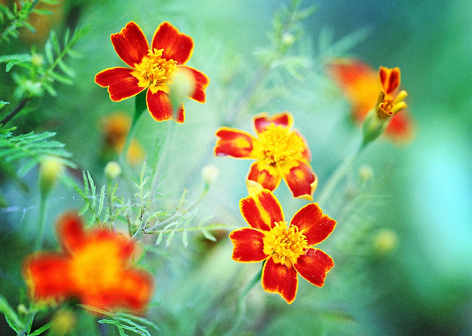 Earth Marigold Flowers Flo