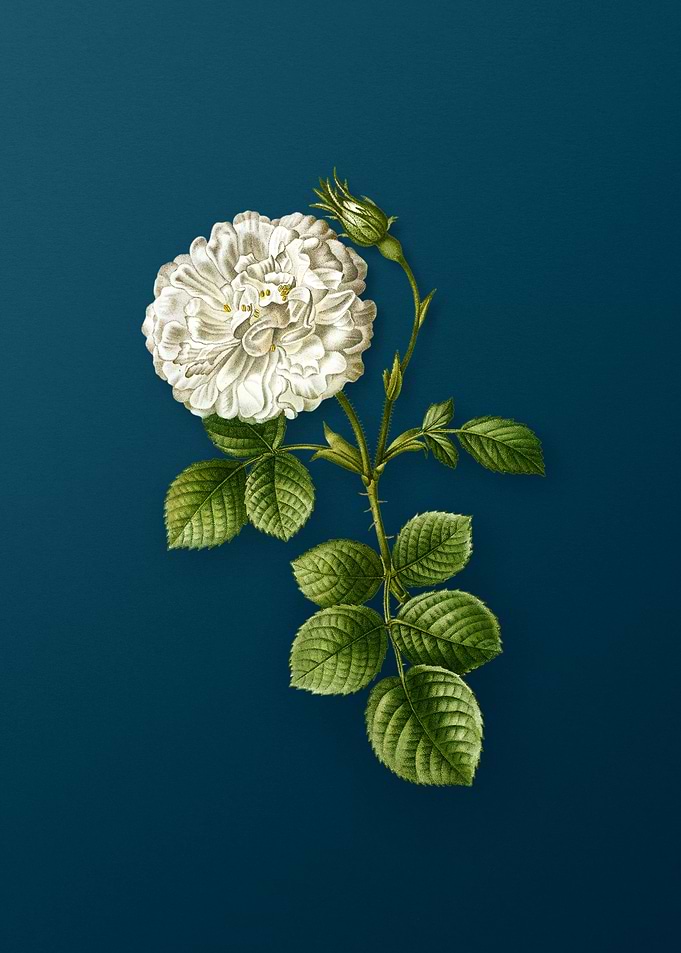 Botanical Drawing on Teal