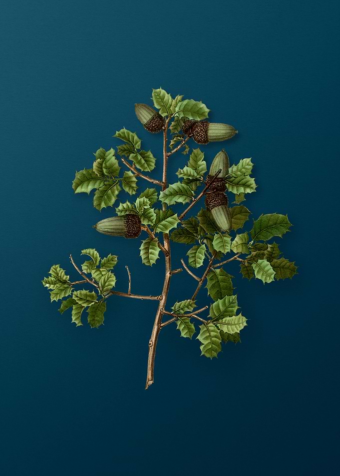 Vintage Botanical Drawing