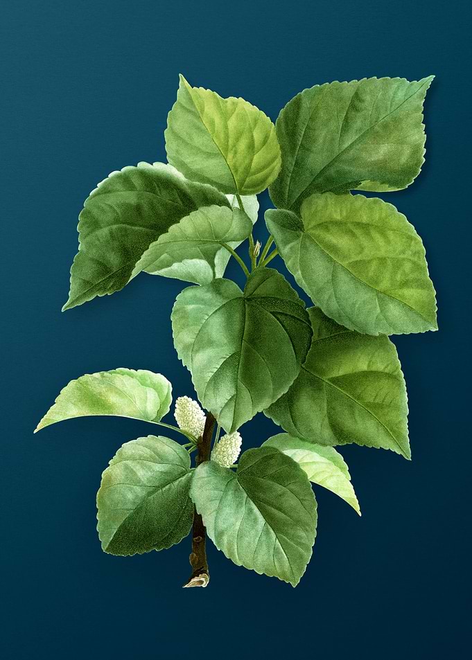 Botanical Drawing on Teal