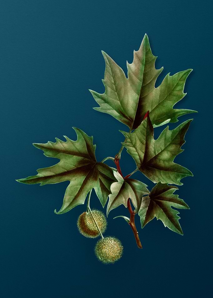 Vintage Botanicals on Teal