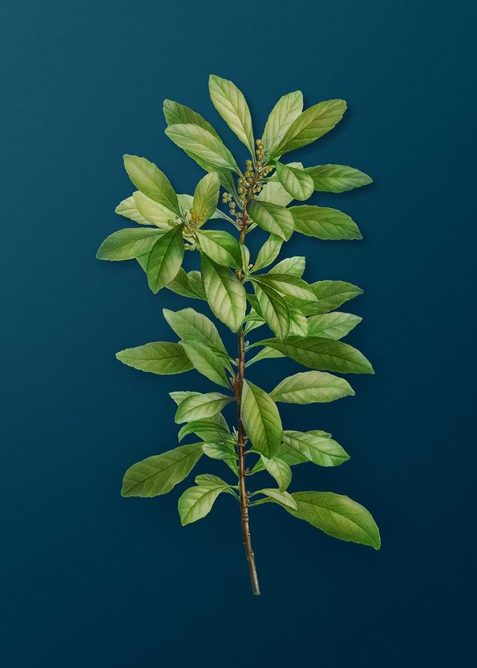Classic Botanicals on Teal