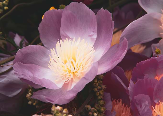 Peony flower