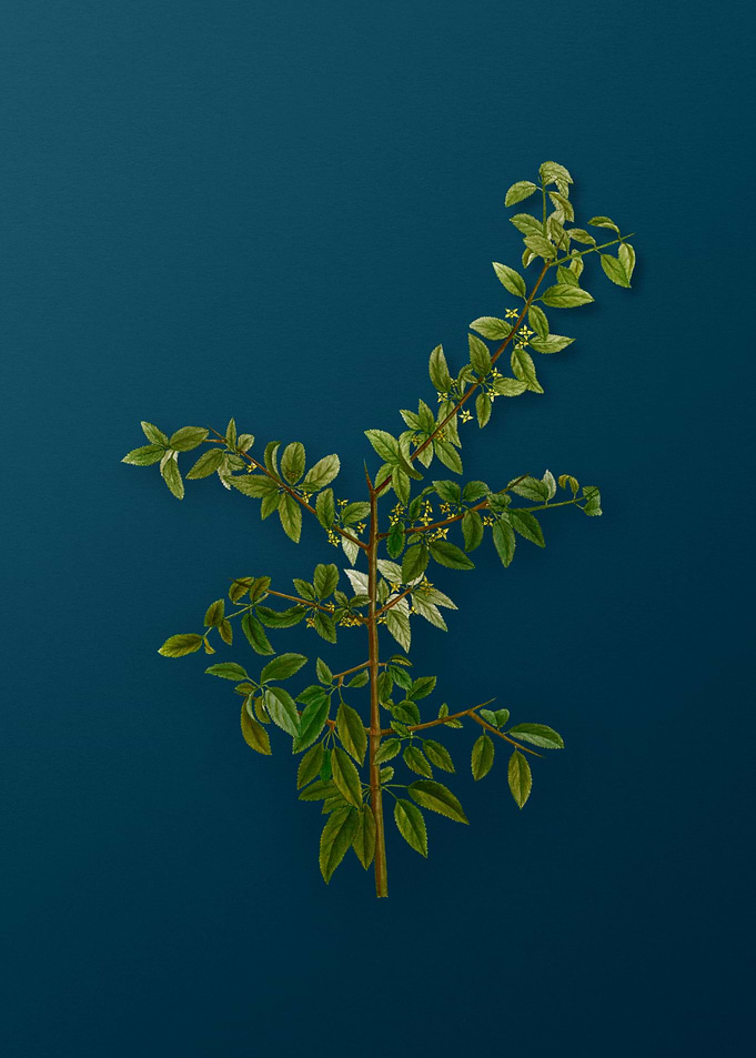 Vintage Botanicals on Teal