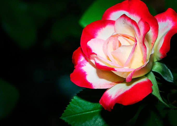 Earth Rose Flowers Flower
