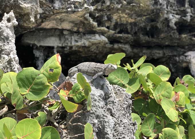 Mexican Jungle Lizard