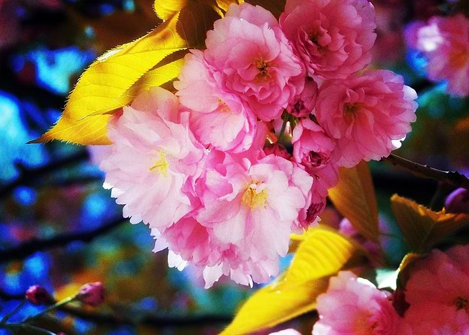 Earth Sakura HD Wallpaper
