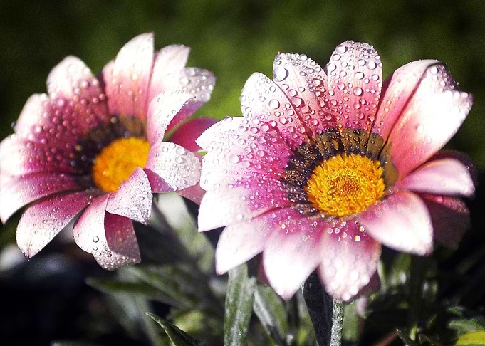 Earth Flower Flowers Close