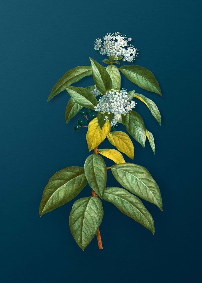 Vintage Botanical Drawing