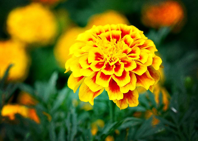 Earth Marigold Flowers Flo