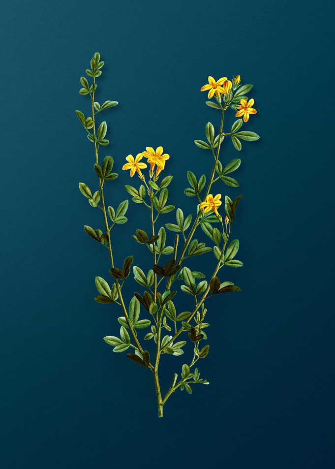 Botanical Drawing on Teal