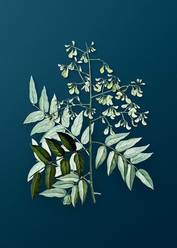 Vintage Botanical Drawing