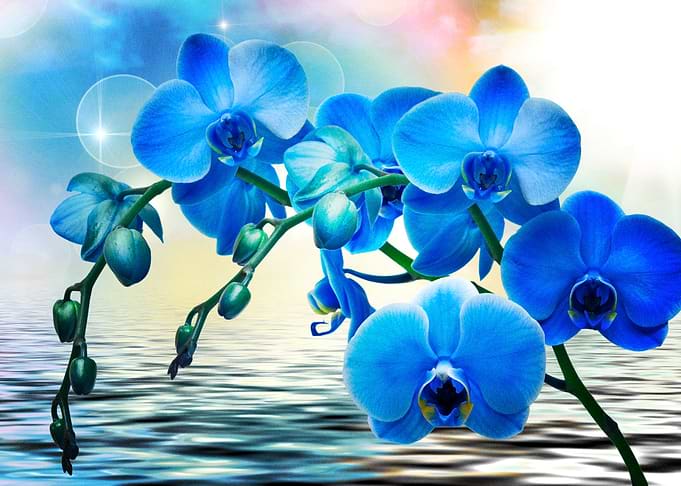 Earth Orchid Flowers Flowe