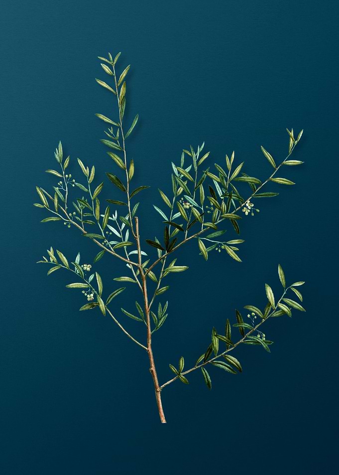 Vintage Botanicals on Teal