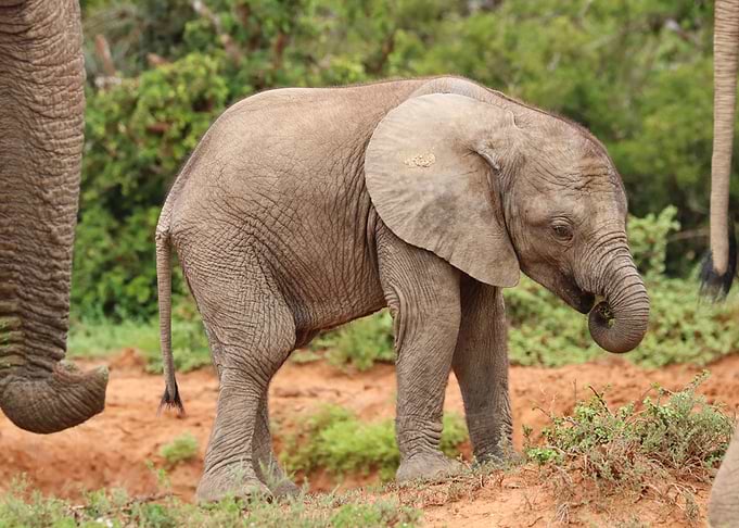 Elephant Baby 62