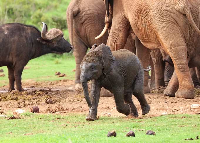 Baby Elephant 582