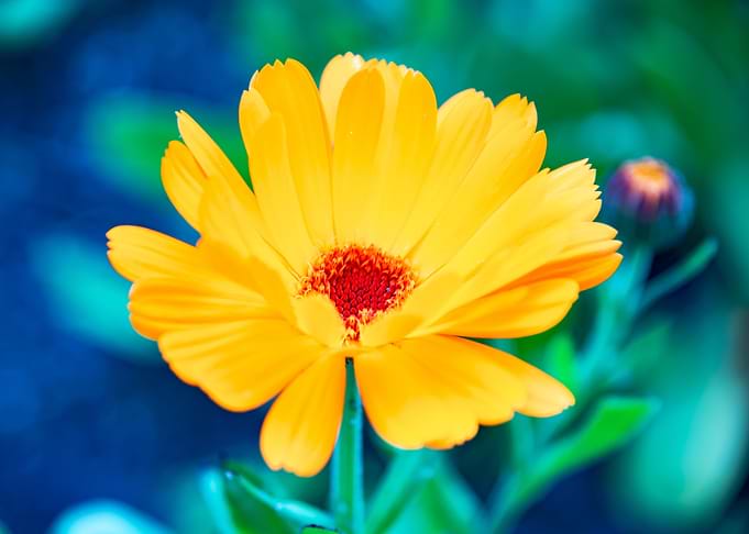 Golden Marigold
