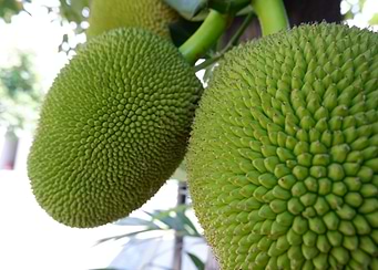 Fresh Fruit Tree