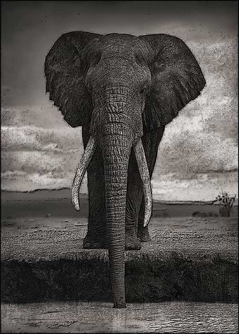 Elephant