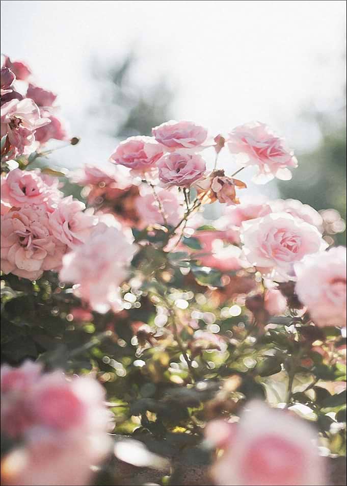Pink flowers