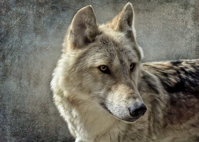 wolf