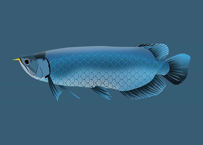 Dragon Fish