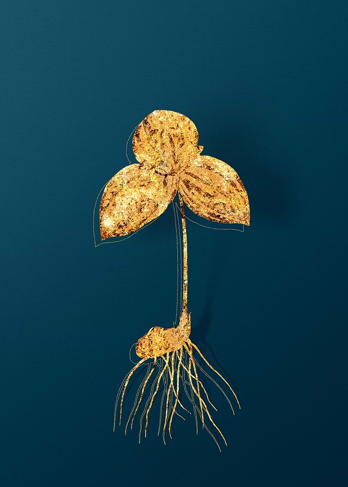 Vintage Botanical Drawing