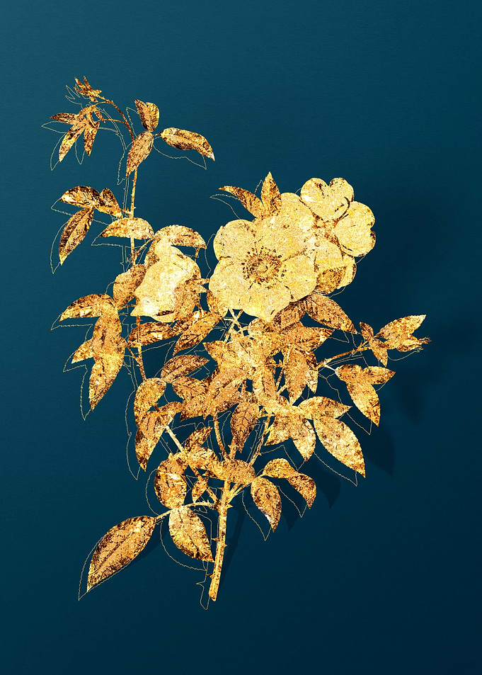 Vintage Botanical Drawing