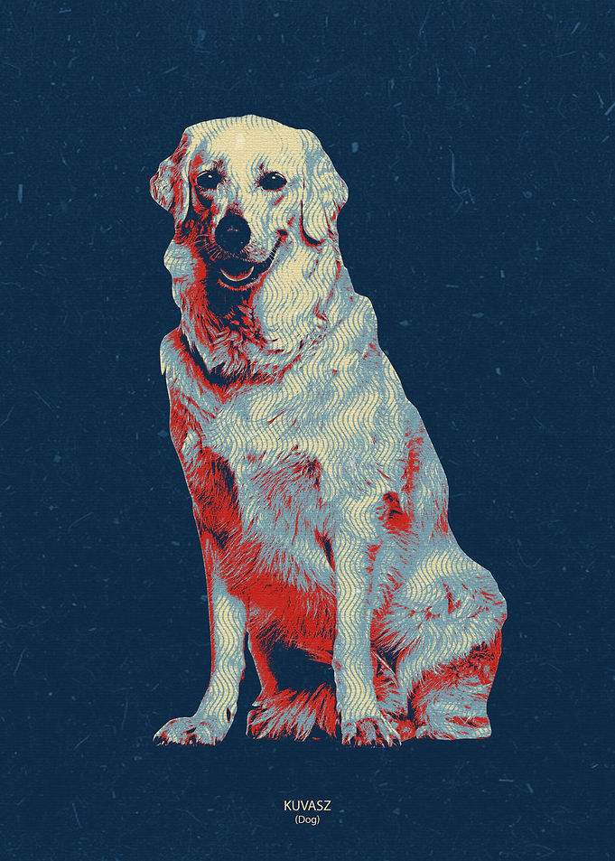Kuvasz