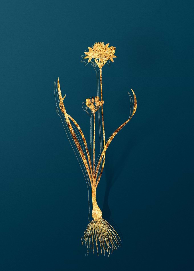 Vintage Floral Drawing