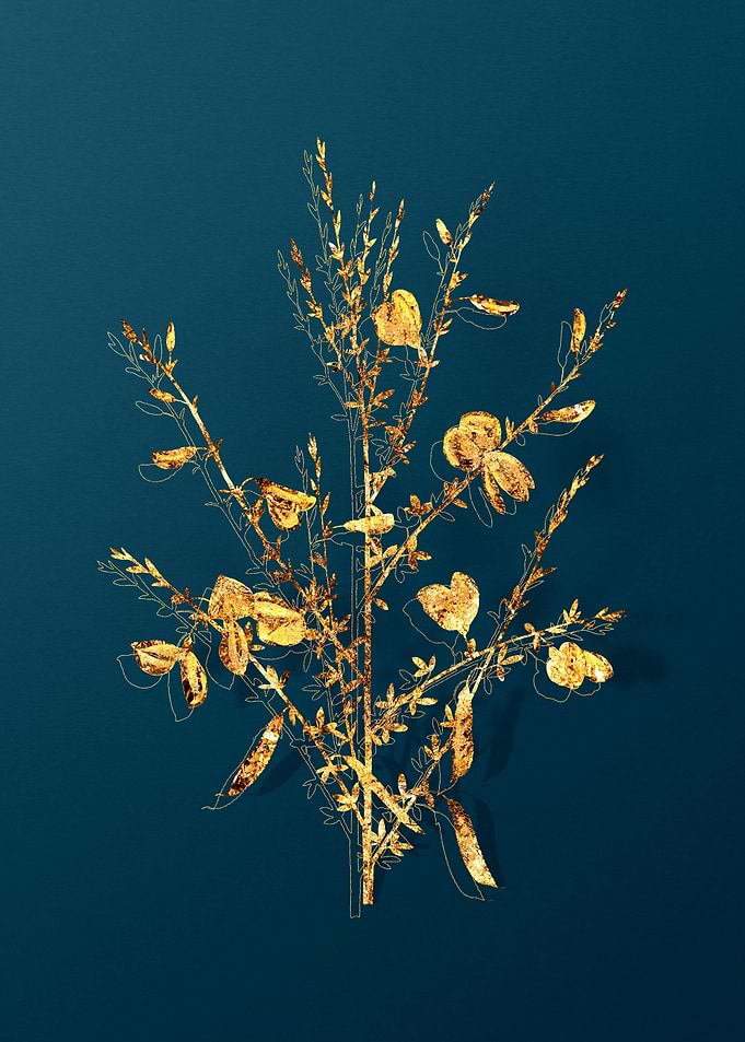 Vintage Botanical Drawing